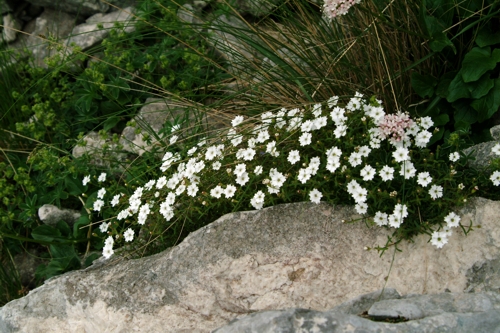 Silene pusilla (=quadridentata) / Silene delle fonti